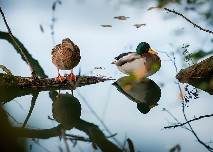 Hotel Motel Hohenems